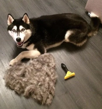 Miniatura 2 de CEPILLO PARA MASCOTAS FURMINATOR